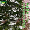 Ginseng fruit seed farmland vegetable garden can be potted meat, thick fragrant flower fruit milk fragrant yellow meat ginseng fruit seed wholesale