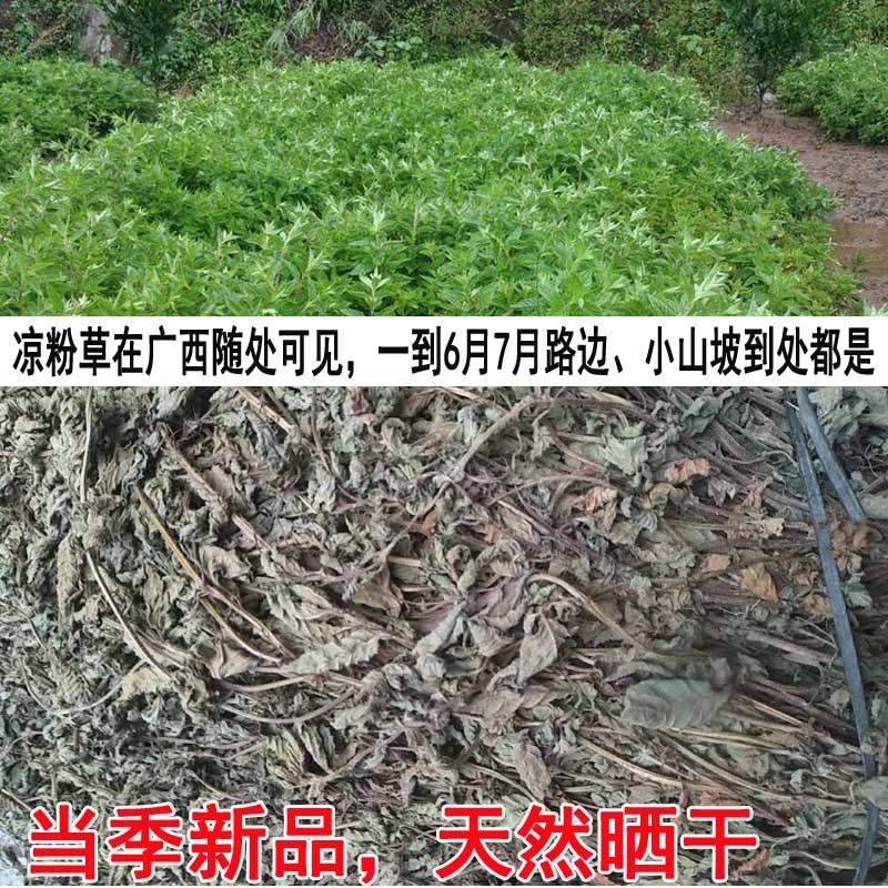 广西凉粉草干批发 仙人草仙人冻 烧仙草黑凉粉自制凉粉原料龟苓膏-阿里巴巴