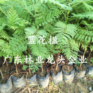 藍花楹種苗圖片 海量高清藍花楹種苗圖片大全 阿里巴巴
