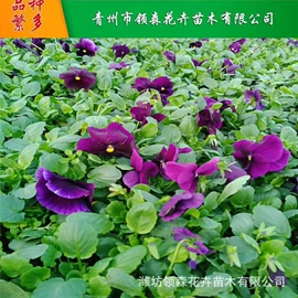 宿根花卉;一二年生花卉;灌木
