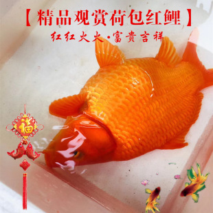�^�p�~��t�ɰ����Lˮ�t�t���lؔ��Ԫ���t���~����Ʒ�~���w���l