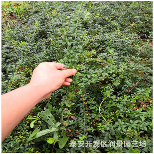 ӭ������r�� ӭ�����Nֲ���� �S�ҹ���ӭ����С��