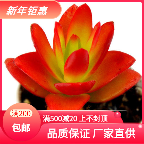 Tianyu. Miao beheaded Yajna Rootless wholesale Succulent plants A generation of fat Seedlings