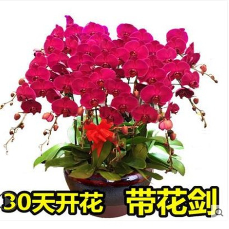 蝴蝶兰带花键花苗盆栽开花客厅阳台花卉观花植物蝴蝶兰送铁丝夹子