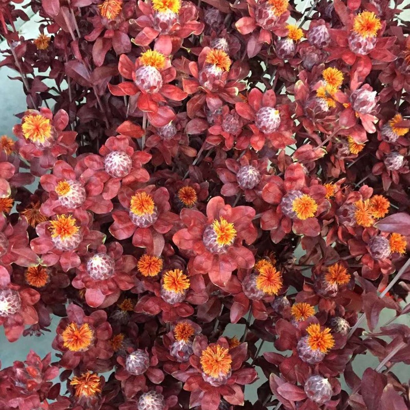 微信图片_20200209012949