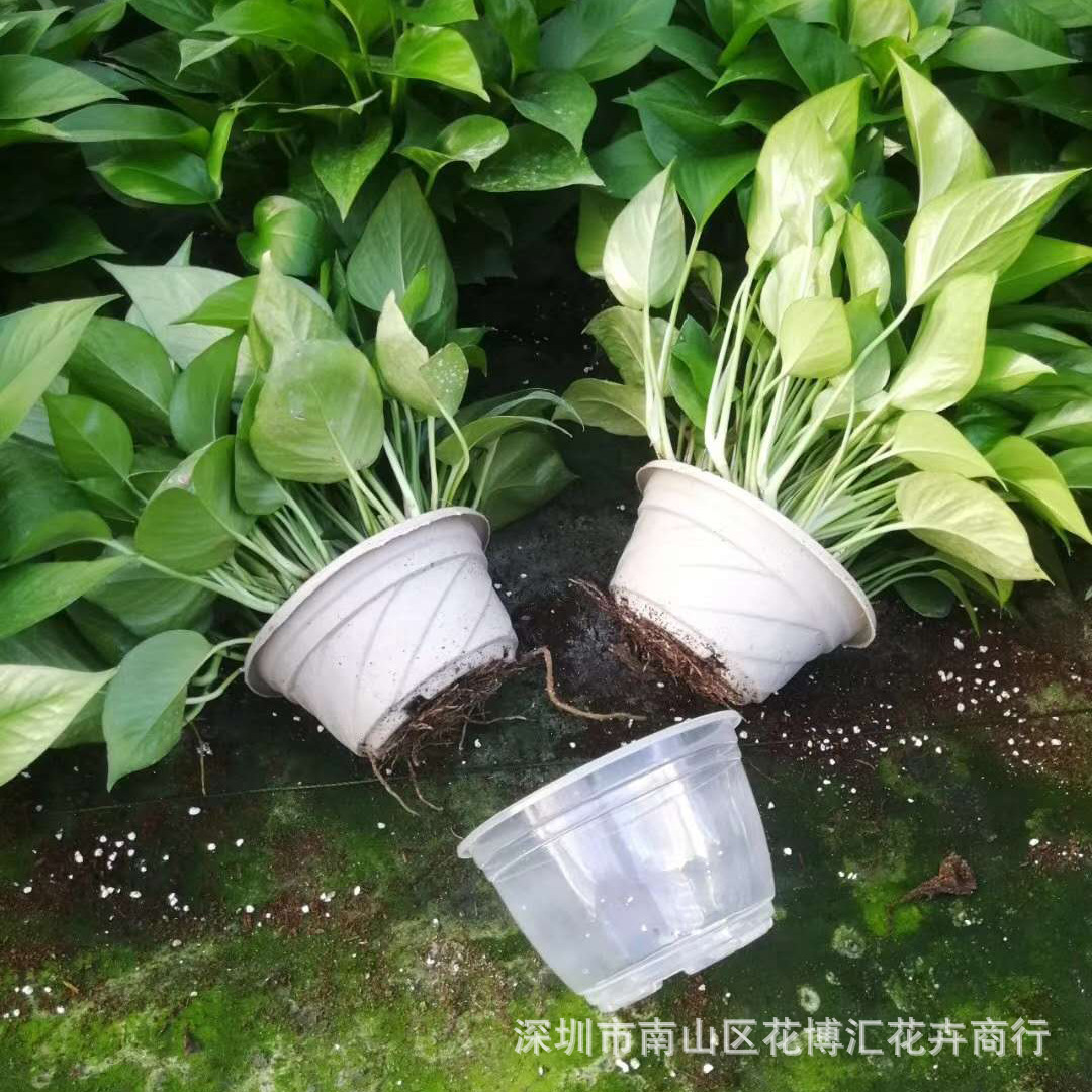 180储水绿萝 (2).jpg