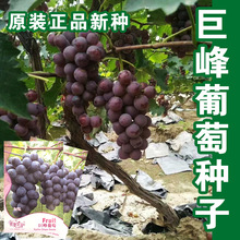 巨峰葡萄种籽盆栽果树蔬菜葡萄种孑结果葡萄种孑水果种子批发公司