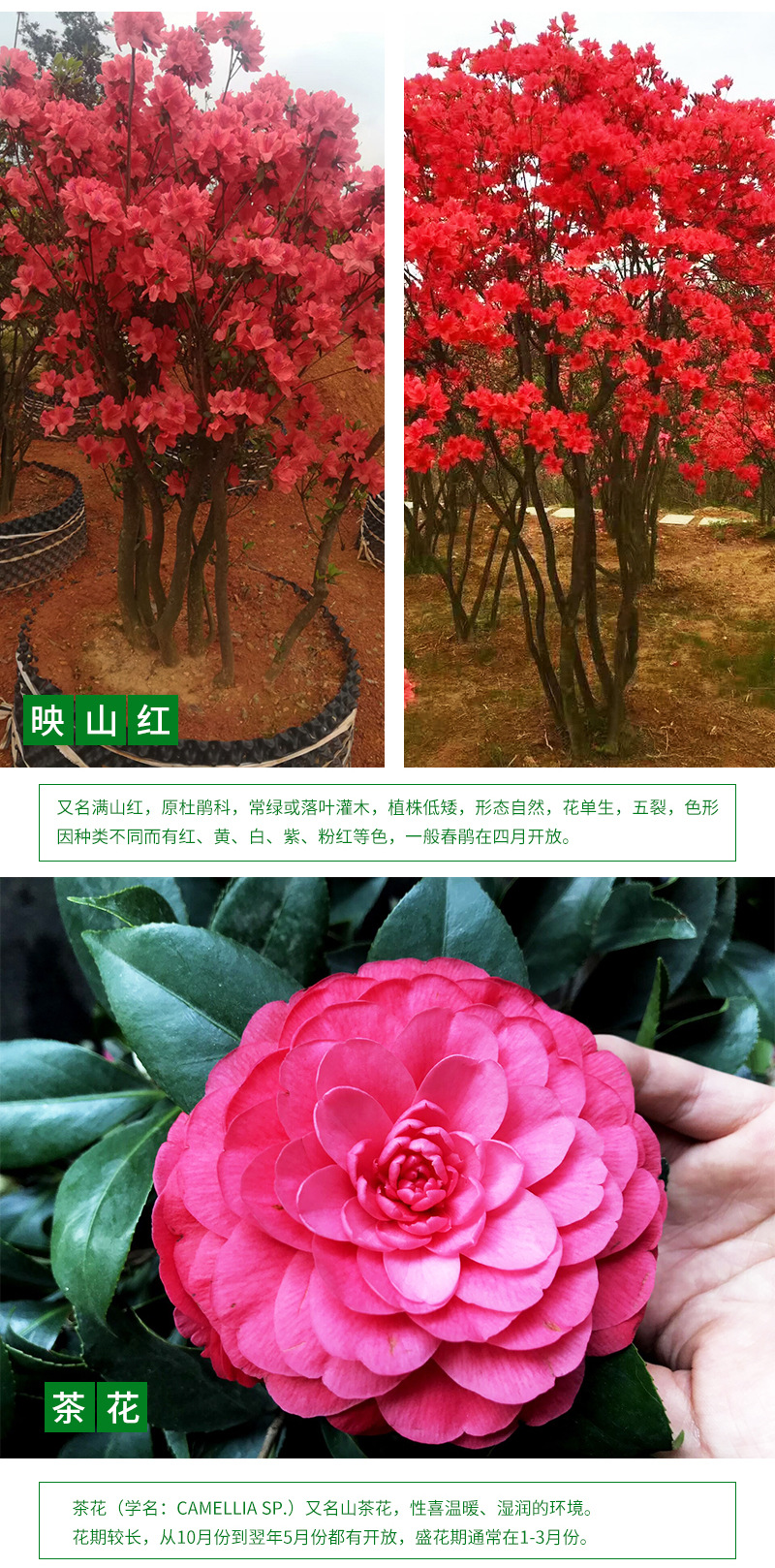 �ۻ��ҹ�-����_06