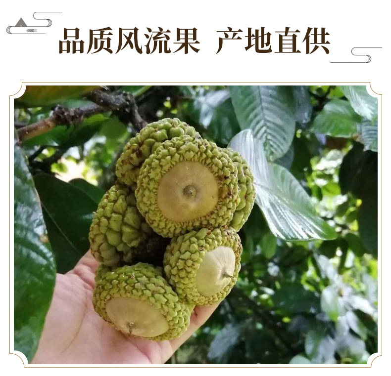 Feng Liu Gu Dried Whole Fruit 500g Traditional Herbal Decoction Ingredient for Cooking and Wine Infusion key features