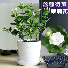 �����������ذ���pɫ������N�ӻ��^����Gֲ�ջ����ԹP������