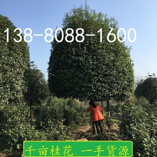 ƷߗU𻨘 ,Ĵɶǧ,؛