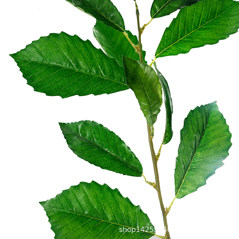 XRB-057 瑞氏榼藤单枝2.jpg