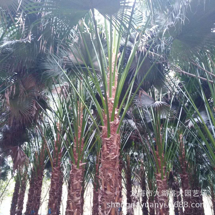 IMG_5426(20200229-012339)