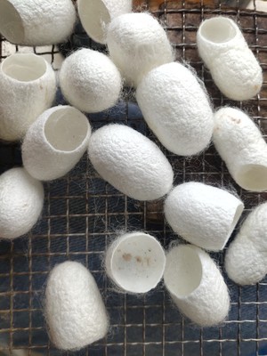 Chipping cocoon natural white Silkworm cocoon A little speckle Silkworm Cocoon silk protein raw material