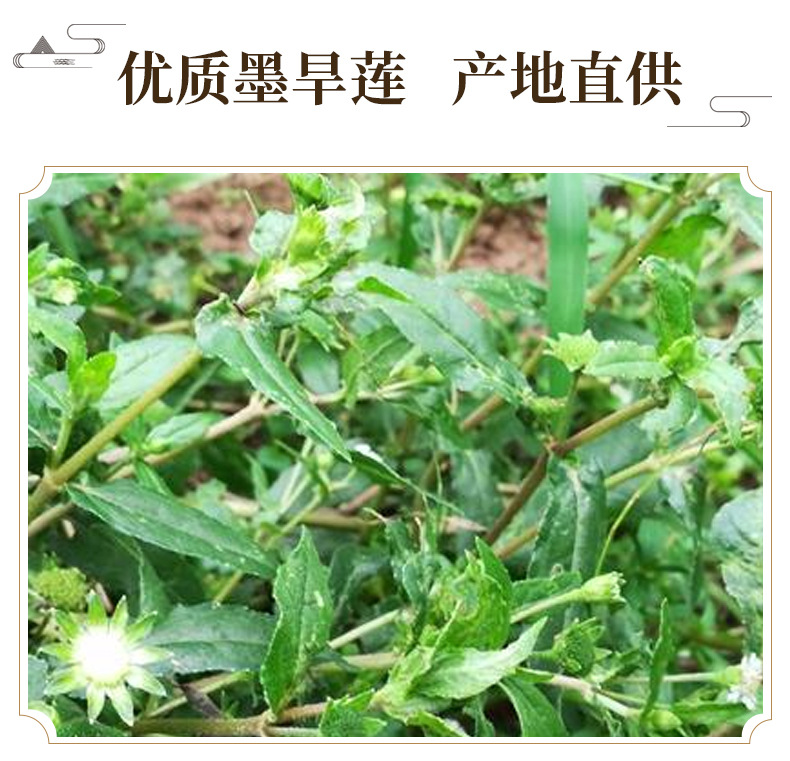 Dried Eclipta Herb Mo Han Lian Sliced Eclipta prostrata Whole Herb for Decoction and Tea 500g key features