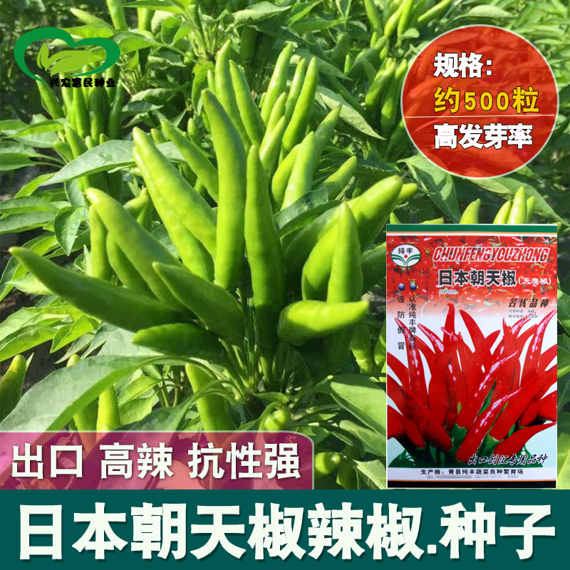 日本朝天椒种子天鹰椒红尖椒簇生辣椒种子农家庭院蔬菜种子批发
