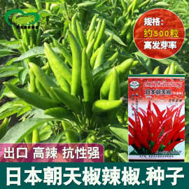 日本朝天椒种子天鹰椒红尖椒簇生辣椒种子农家庭院蔬菜种子批发