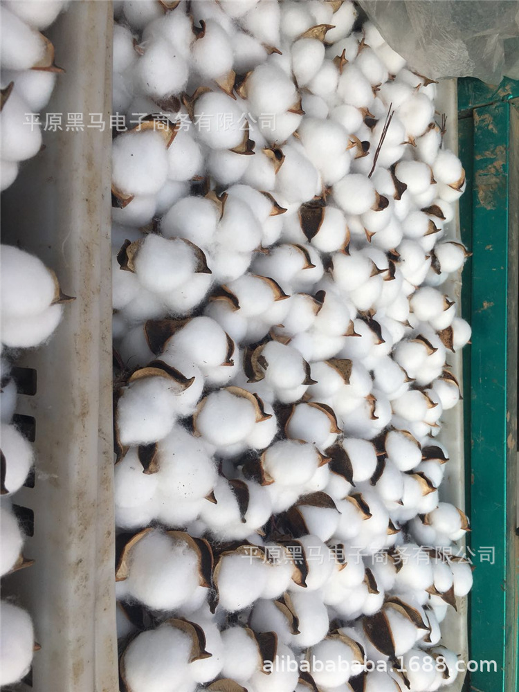 棉花头