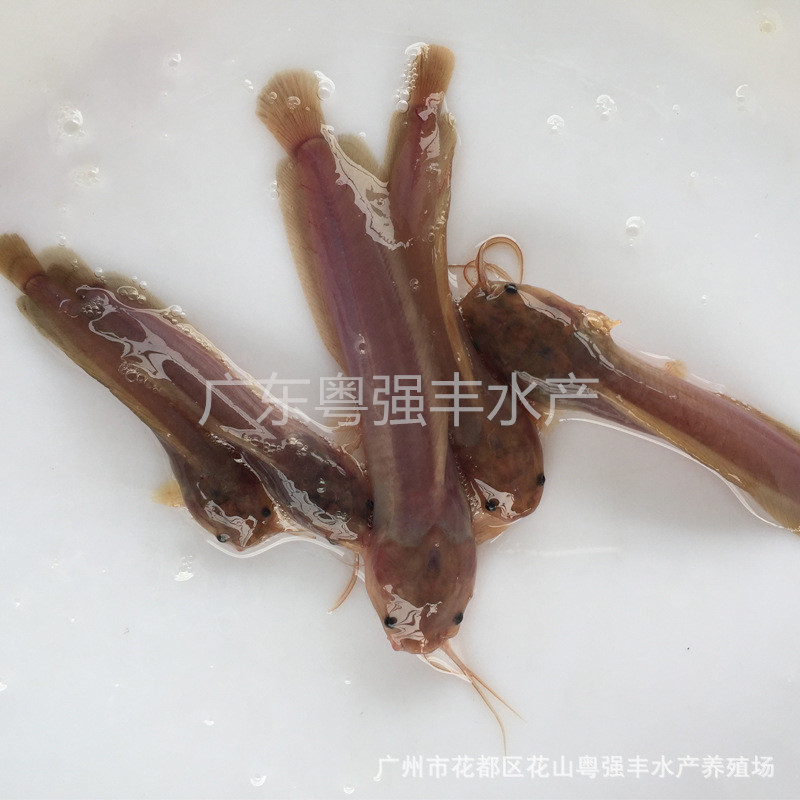 塘鲺鱼苗批发 胡子鲶鱼苗供应 淡水鱼苗批发|ms