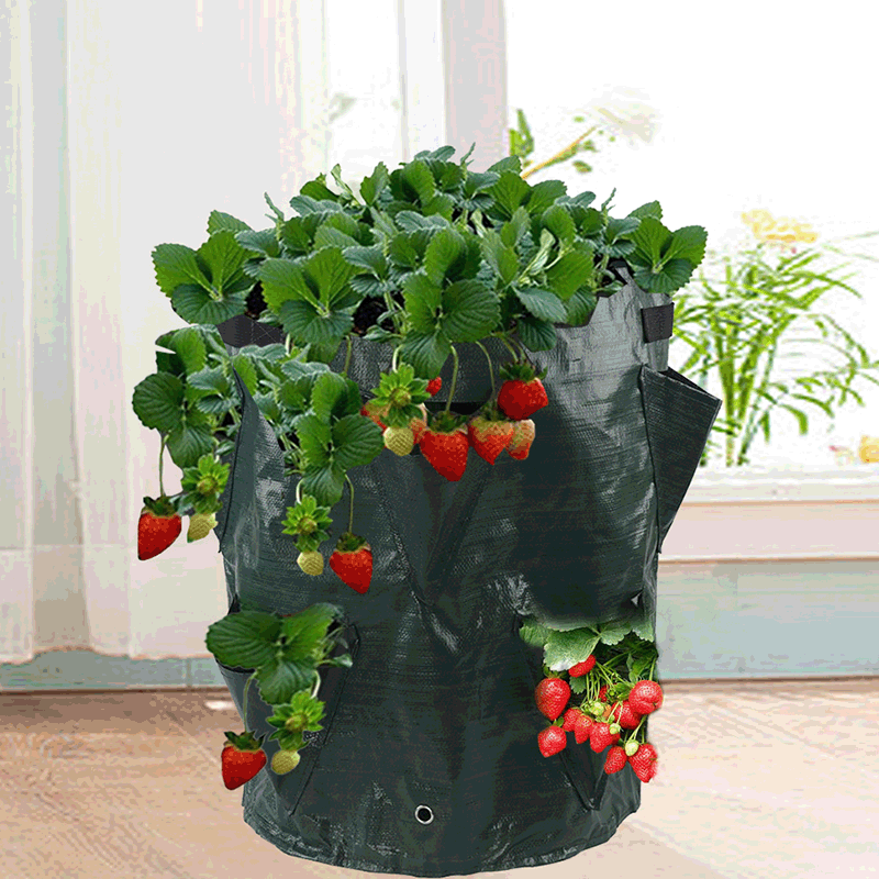 thumbnail image 2 of Bolsa de fresas - Bolsa de plantación para fresas - X2, 2 of 5