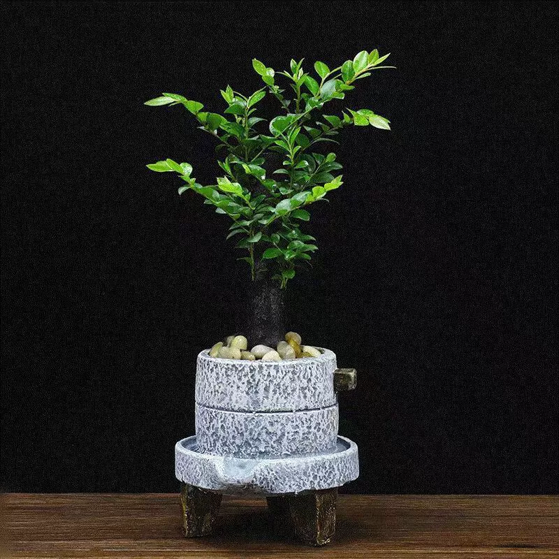 Маленький лист Красный сандаловое дерево в горшках оптом настольные цветы в горшках бонсай пень Черный Кость чай Крытый декоративный вечнозеленый