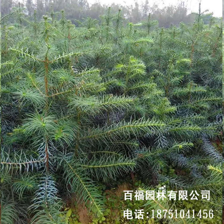 基地批发造林苗杉木苗速生杉树苗产地优惠价格 批发刺杉造林树苗-阿里巴巴