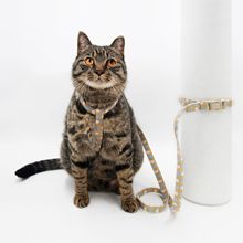 ARKIKA Heart貓咪專用牽引繩工字背隨心牽繩胸背套裝小貓外出繩子