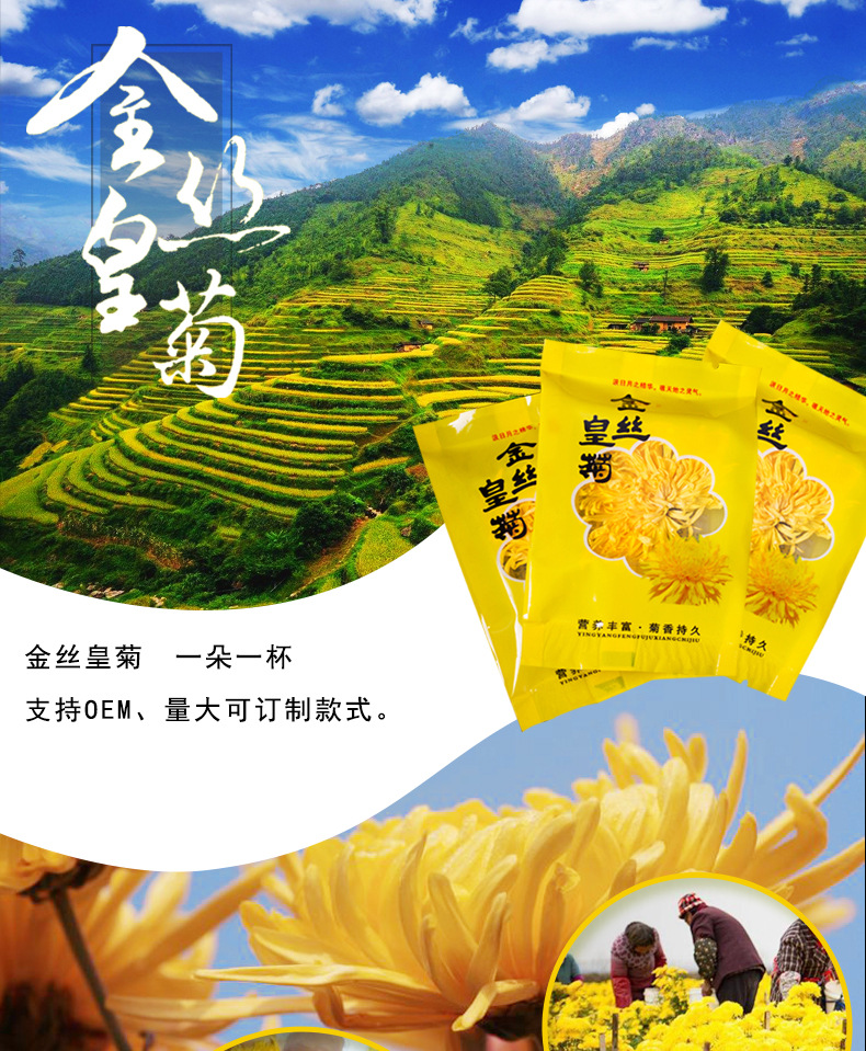 Golden Silk Imperial Chrysanthemum Tea One Flower One Cup Dried Chrysanthemum Flower Tea 2.5g overview