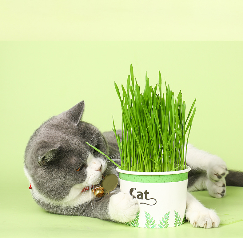 Cat Grass Cup Cat Mint Seed Cat Snacks Cat Grass Depilated Hair Ball Cat Grass Basin Cat Snacks Best Selling On