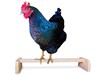 Large parrot stand rack pet chicken single wooden large station shelf large rooster hens station frame