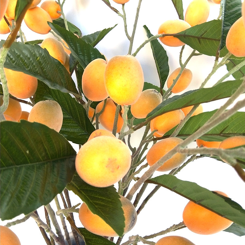 XRG-013 枇杷大3叉枝1米  (2)