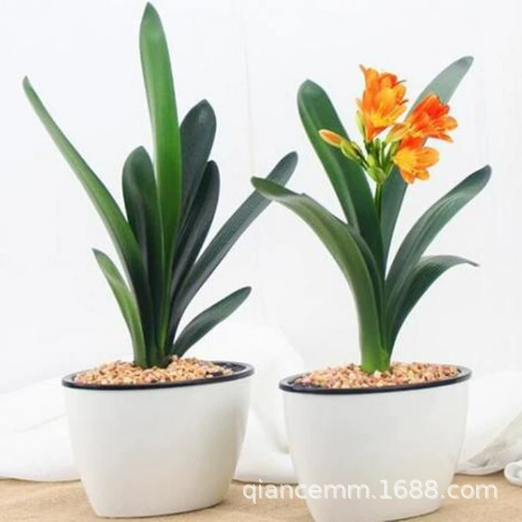 Кливия рассада горшечные цветы крытый балкон стол зеленые растения бонсай Four Seasons посадка