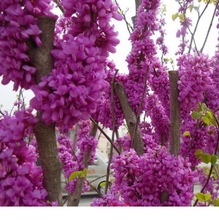 紫荆种子当季新采收巨紫荆园林工程苗圃树花庭院花卉出芽好管批发