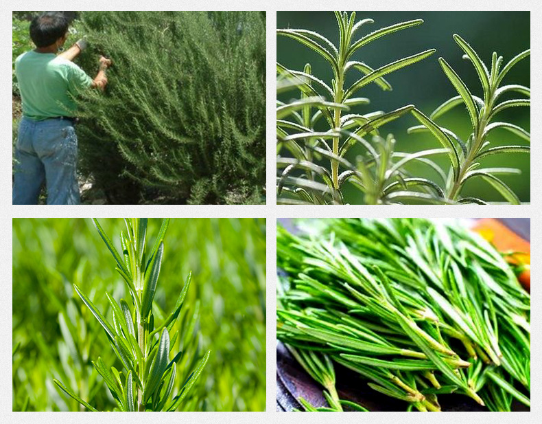 Rosemary Herbal Tea Loose Dried Leaves 500g Fresh Batch Clean Aromatic Culinary and Brewing Herb specifications