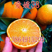 38޽ӺӸ̹ӸϷֲԵ