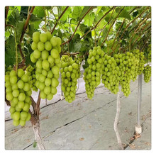 ꖹ�õ�����������l 5bb 3309�ĺ���ľ ꖹ�õ��������r��