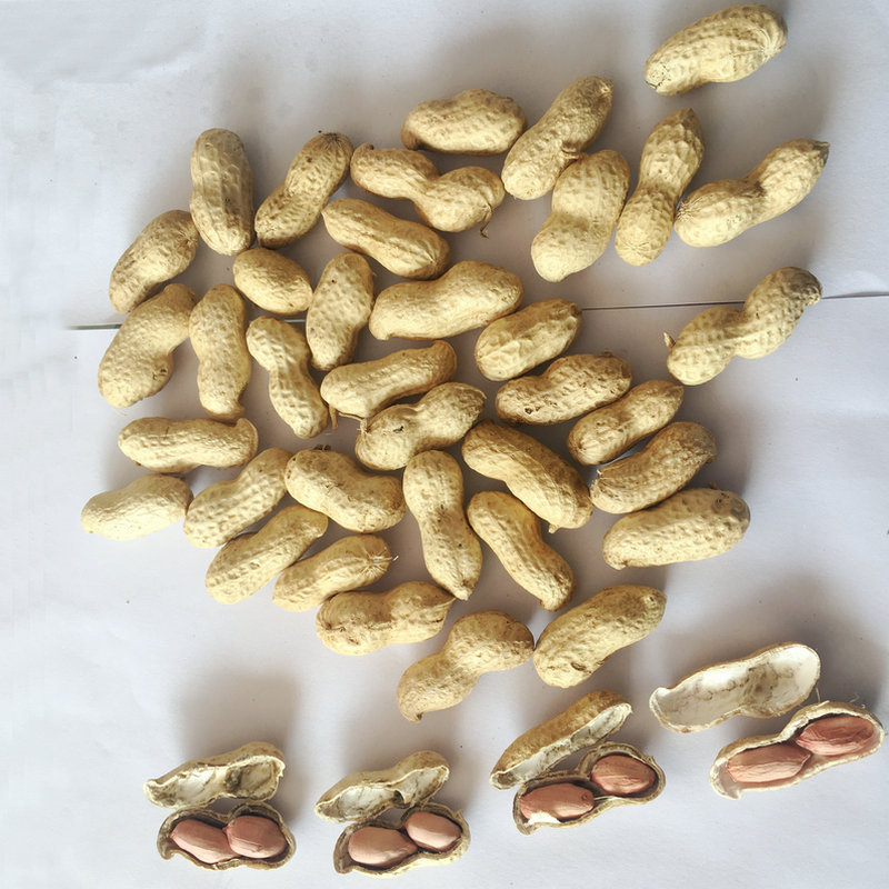 河南皇路店花生分拣厂家直销今年新货现货