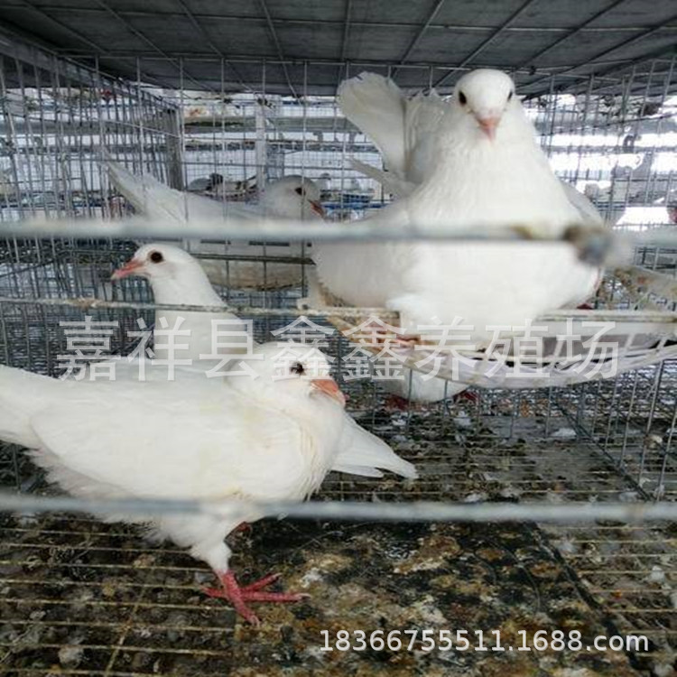 四川白羽王种鸽价格 白羽王市场价格哪里有大白羽王养殖场