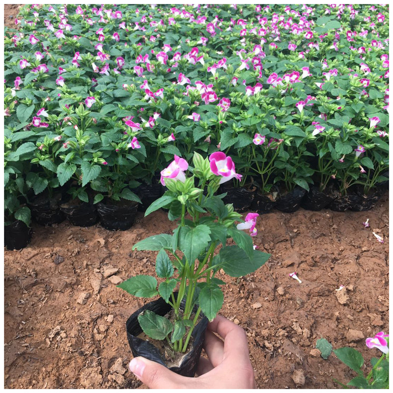 耐炎热夏瑾花种子 宿根花卉基地批发 夏堇四季草花价格量大从优-阿里巴巴