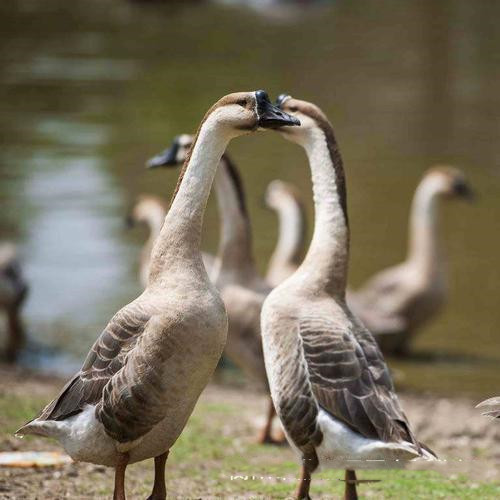 Big Grey Goose Live goose seedlings Goose Goose Large Goose seedling