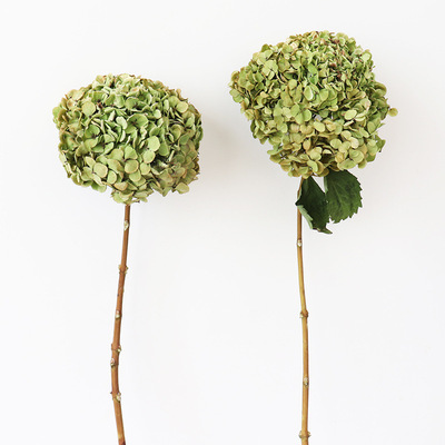 【繡球幹花】批發家居裝飾幹花繡球花雲南幹花小葉安娜繡球花永生