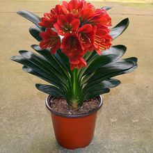 黄花君子兰 黄花君子兰品牌 图片 价格 黄花君子兰批发 阿里巴巴