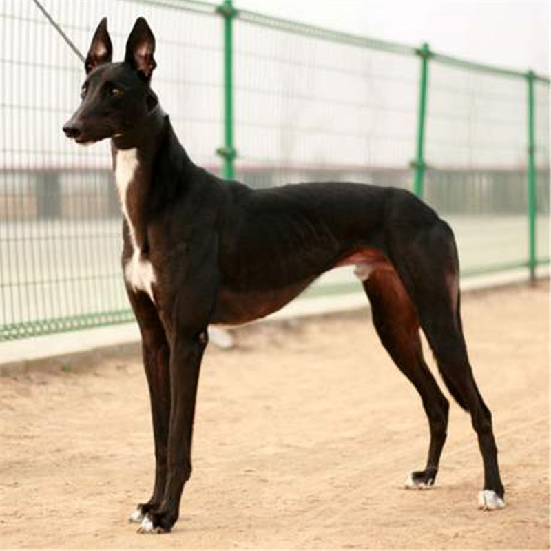 山东细犬纯种,山东细犬犬图片,山东细犬100元出售_大山谷图库