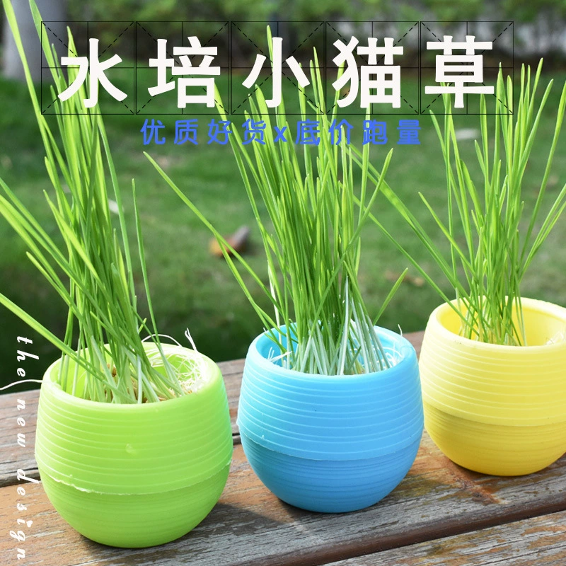 Новый Ленивый Лапша Кошка Трава Костюм Беспочвенный Гидропонный Кот Трава Коробка Конфет Кошка Трава