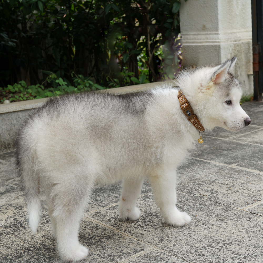 宠物项圈尼龙花边颈圈动物纹 (10).jpg