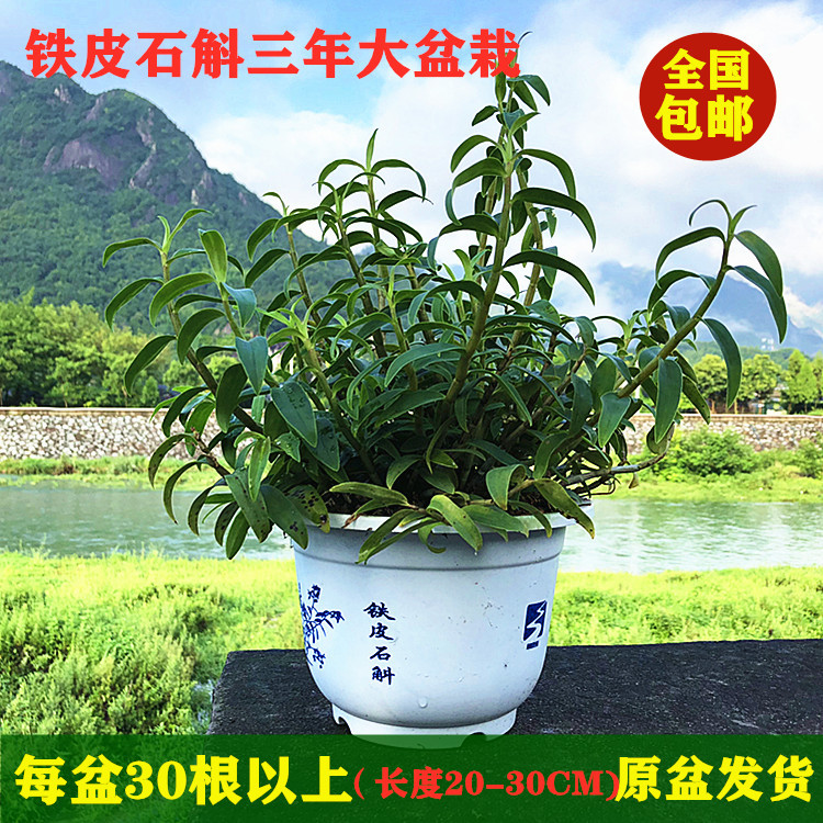 鐵皮石斛苗吊蘭開花盆栽綠植辦公室內外盆景懶人四季花卉栽好發貨