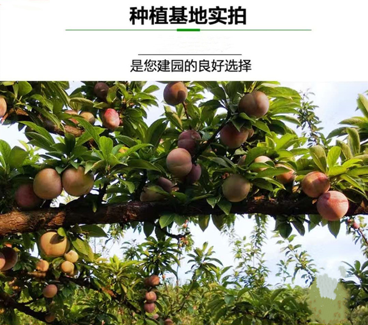 8d1b43a134ce335303f4d3344e6701