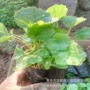 盆栽大量绿化花海二月兰
