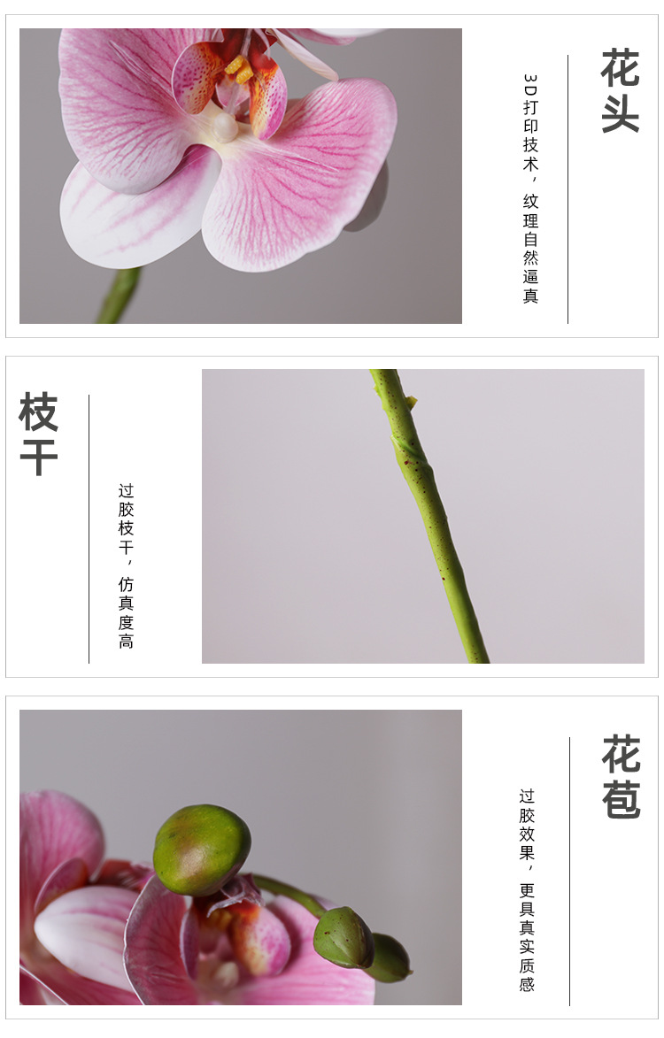 7头蝴蝶兰_10.jpg