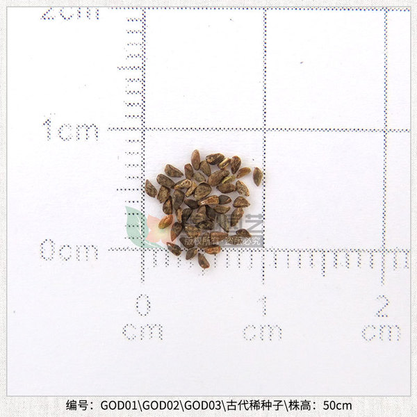 Ancient rare seeds